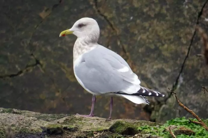 Чайка Тэйера (Larus thayeri) Чайка Тэйера (Larus thayeri) фото