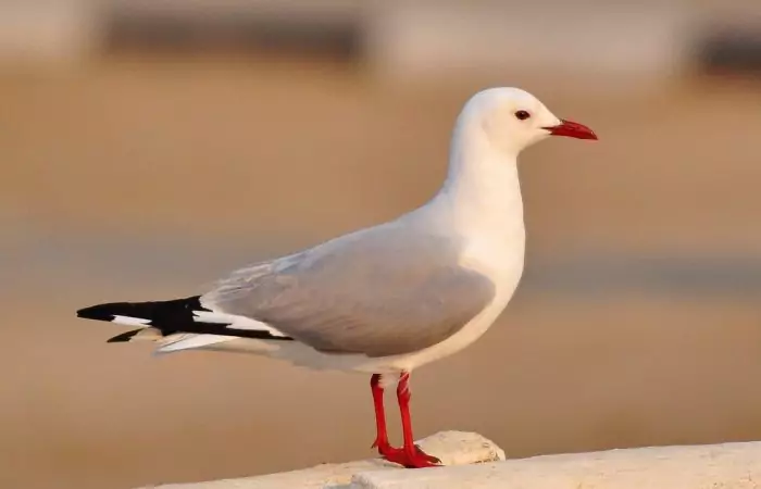 Чайка Хартлауба (Larus hartlaubii) Чайка Хартлауба (Larus hartlaubii) фото