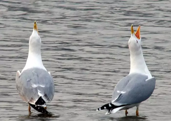 Хохотунья или степная чайка (Larus cachinnans) Хохотунья или степная чайка (Larus cachinnans) чайка