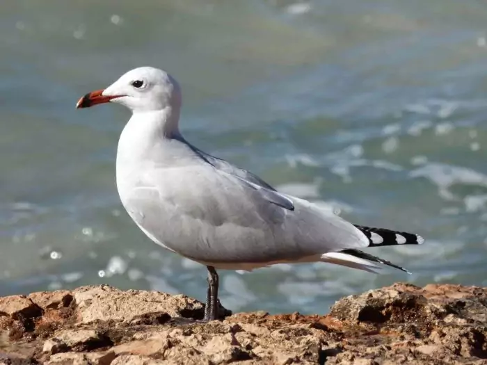Чайка Одуэна (Larus audoinii) Чайка Одуэна (Larus audoinii) фото