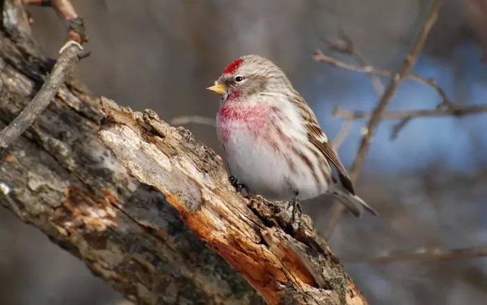 Обыкновенная чечетка Обыкновенная чечетка фото