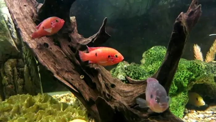 Чем кормить хромисов-красавцев Чем кормить хромисов-красавцев фото