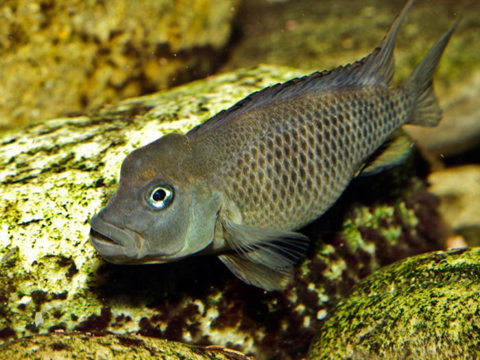 Чем кормить львиноголовую цихлиду фото Чем кормить львиноголовую цихлиду