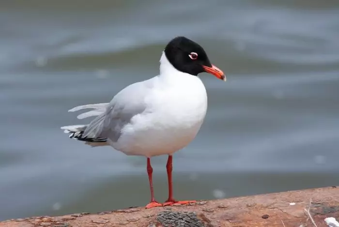 Черноголовая чайка (Ichthyaetus melanocephalus) Черноголовая чайка (Ichthyaetus melanocephalus) фото