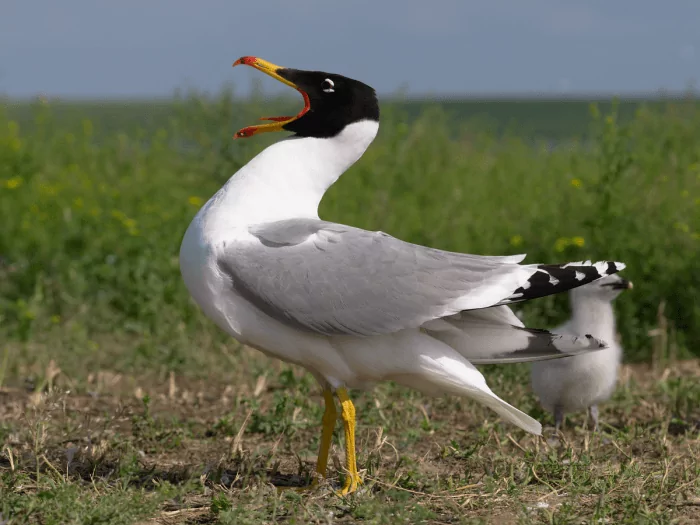 Черноголовый хохотун (Larus ichthyaetus) Черноголовый хохотун (Larus ichthyaetus) фото