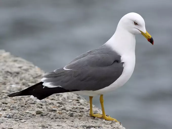 Чернохвостая чайка (Larus crassirostris) Чернохвостая чайка (Larus crassirostris) фото