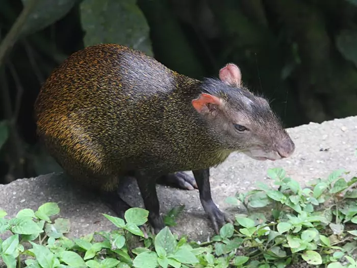 Черноспинный агути (Dasyprocta prymnolopha) Черноспинный агути (Dasyprocta prymnolopha) фото