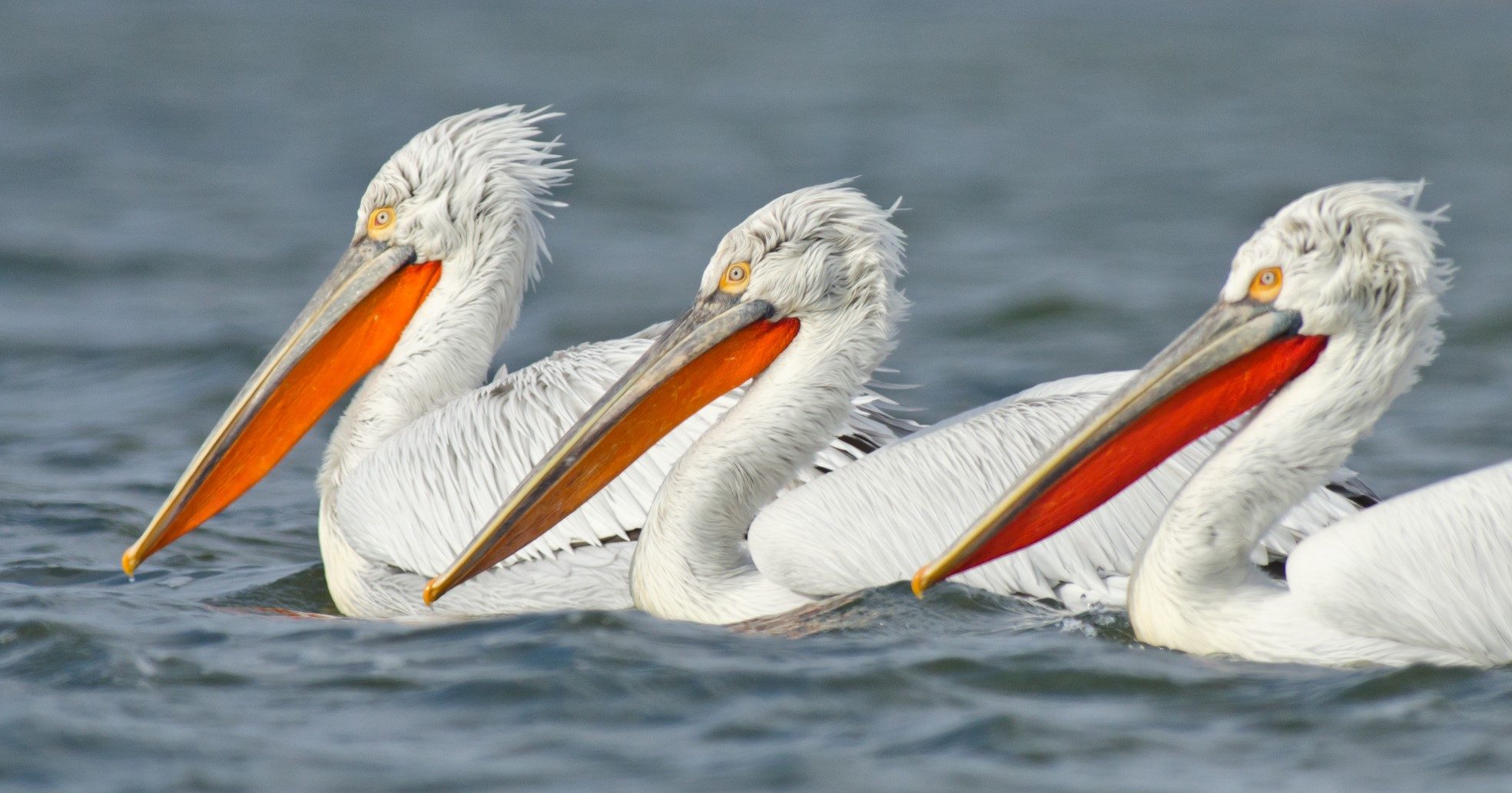 Зимовки кудрявых пеликанов кудрявый пеликан краткое описание