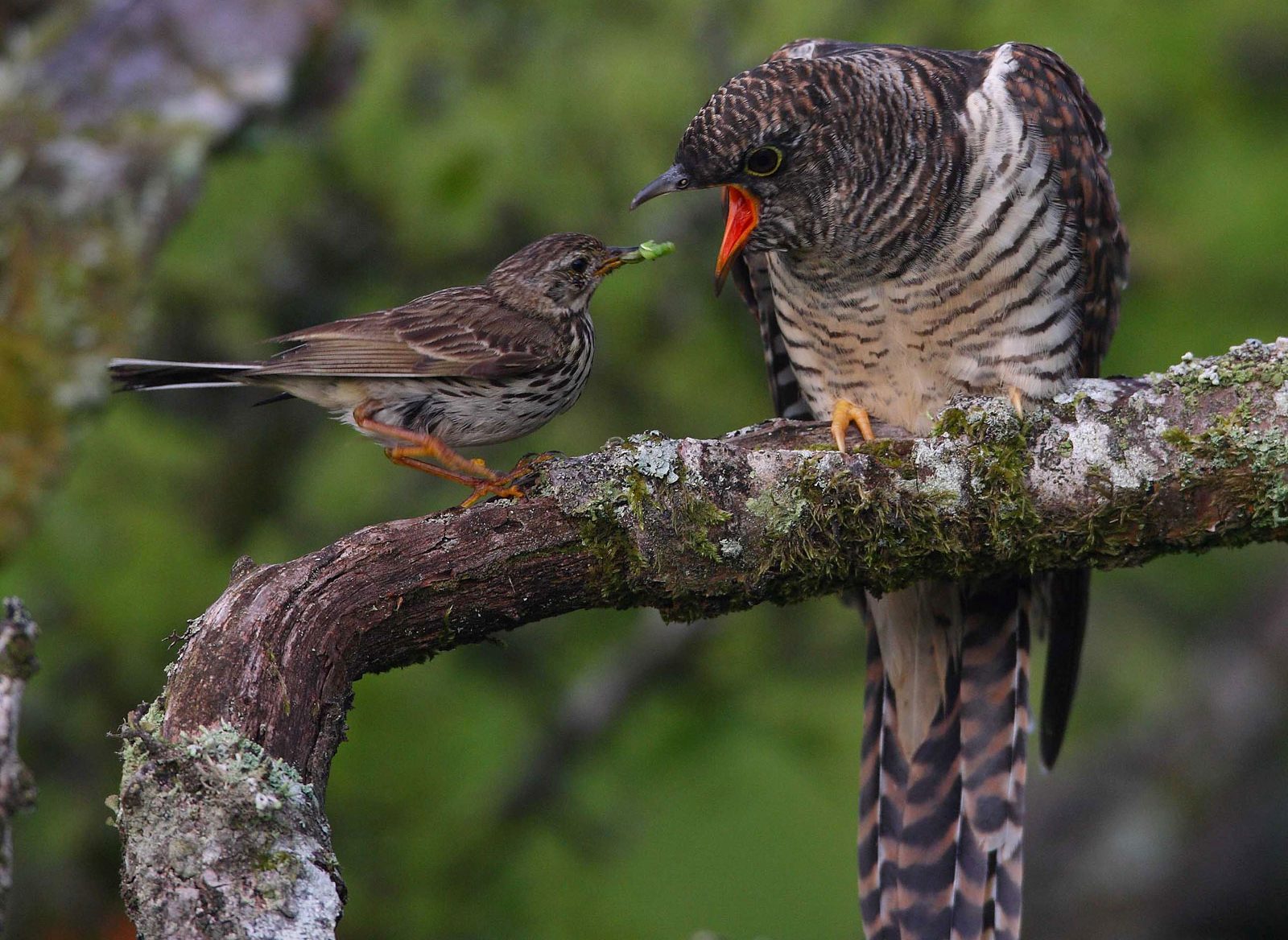 Кукушка и птенец птенец кукушки