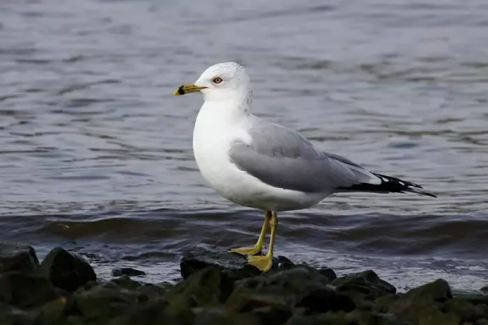 Делавэрская чайка (Larus delawarensis) Делавэрская чайка (Larus delawarensis) фото