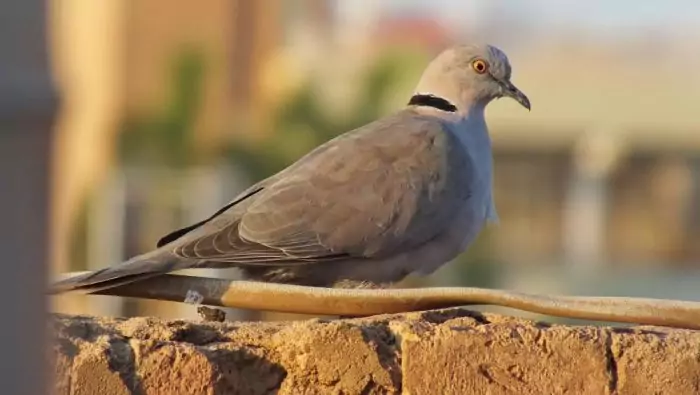Дикая смеющаяся горлица (Streptopelia roseogrisea) Дикая смеющаяся горлица (Streptopelia roseogrisea) фото
