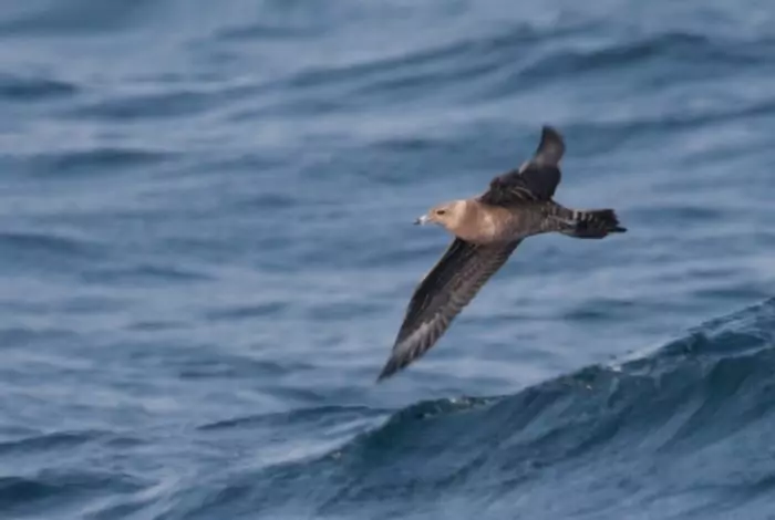 Длиннохвостый поморник (Stercorarius longicaudus) Длиннохвостый поморник (Stercorarius longicaudus) фото