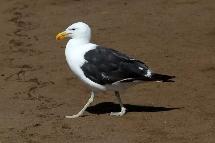 Доминиканская чайка (Larus dominicanus) Доминиканская чайка (Larus dominicanus) фото
