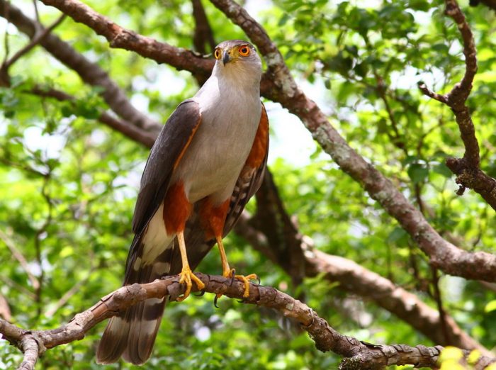 Двуцветный ястреб (Accipiter bicolor) Двуцветный ястреб (Accipiter bicolor) фото
