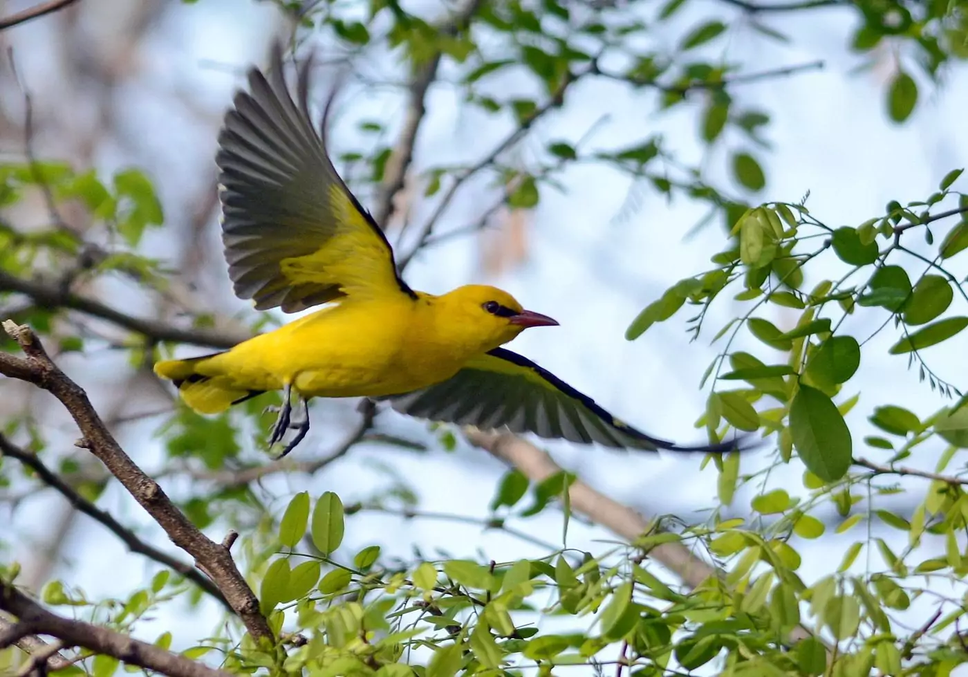 Иволга подмосковья фото