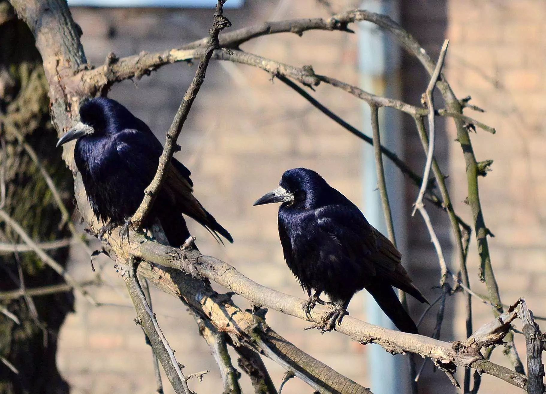Места обитания грачей грач осень