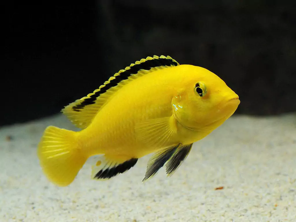 Интересные факты про еллоу рыбка лабидохромис еллоу