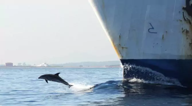 Естественные враги афалины фото Естественные враги афалины