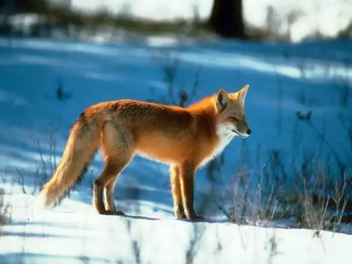 Естественные враги бобров Естественные враги бобров фото