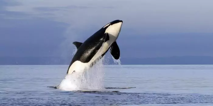 Естественные враги дельфина фото Естественные враги дельфина