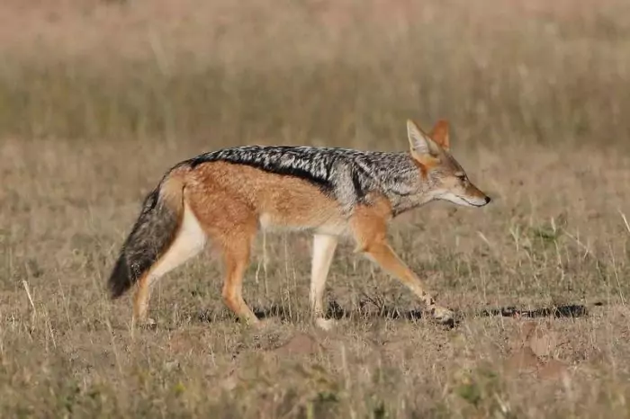 Естественные враги динго фото Естественные враги динго