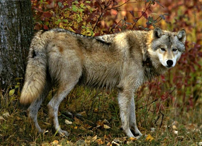 Естественные враги шакала фото Естественные враги шакала