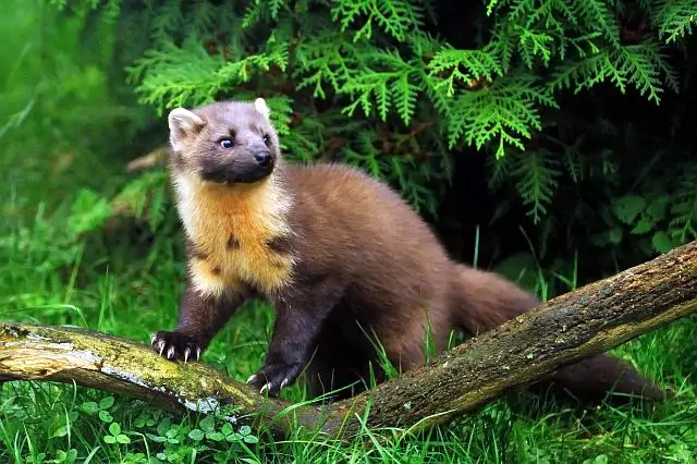 Естественные враги сурка Естественные враги сурка фото