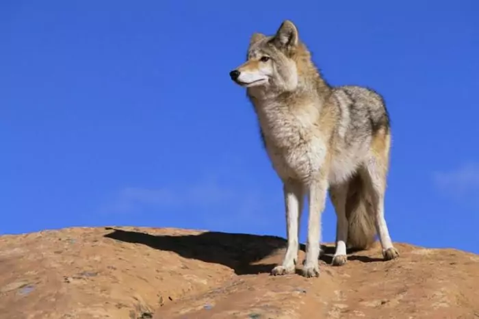 Естественные враги верблюда Естественные враги верблюда фото
