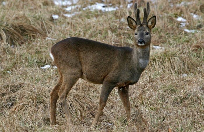 Европейская косуля фото Европейская косуля
