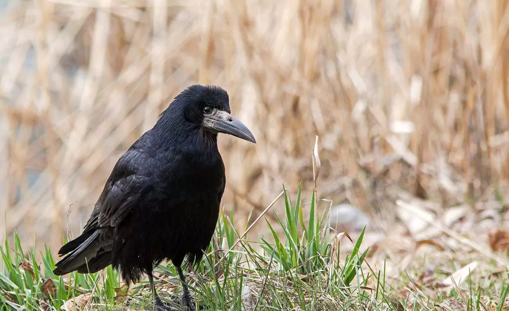 Внешность грача грач размеры
