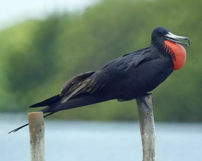 Фрегат Ариель (Fregata ariel) Фрегат Ариель (Fregata ariel) фото