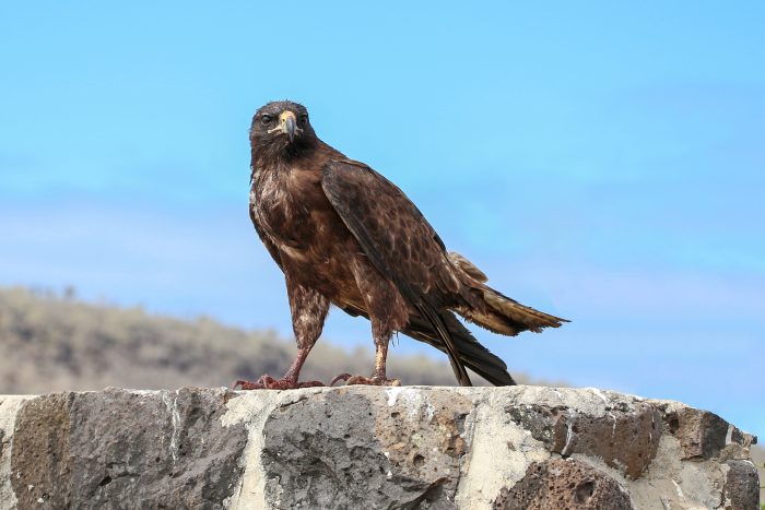 Галапагосский канюк (Buteo galapagoensis) Галапагосский канюк (Buteo galapagoensis) фото