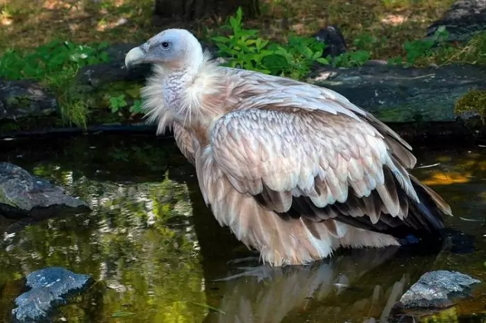 Снежный или гималайский гриф (Gyps himalayensis) Снежный или гималайский гриф (Gyps himalayensis) фото