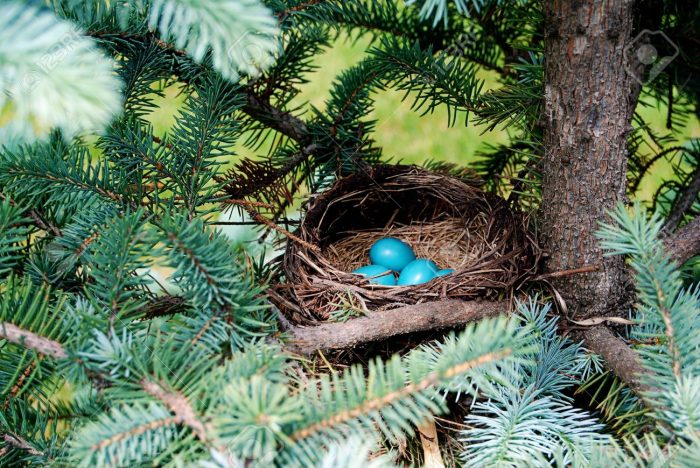 Гнездование зарянок Гнездование зарянок фото