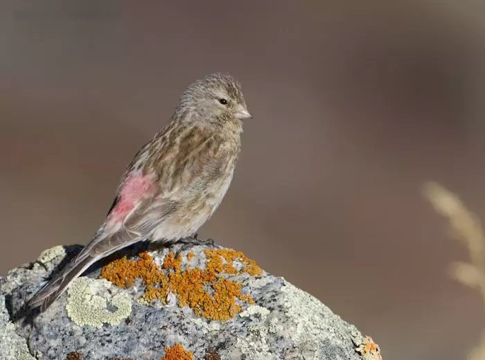 Горная чечетка Горная чечетка фото