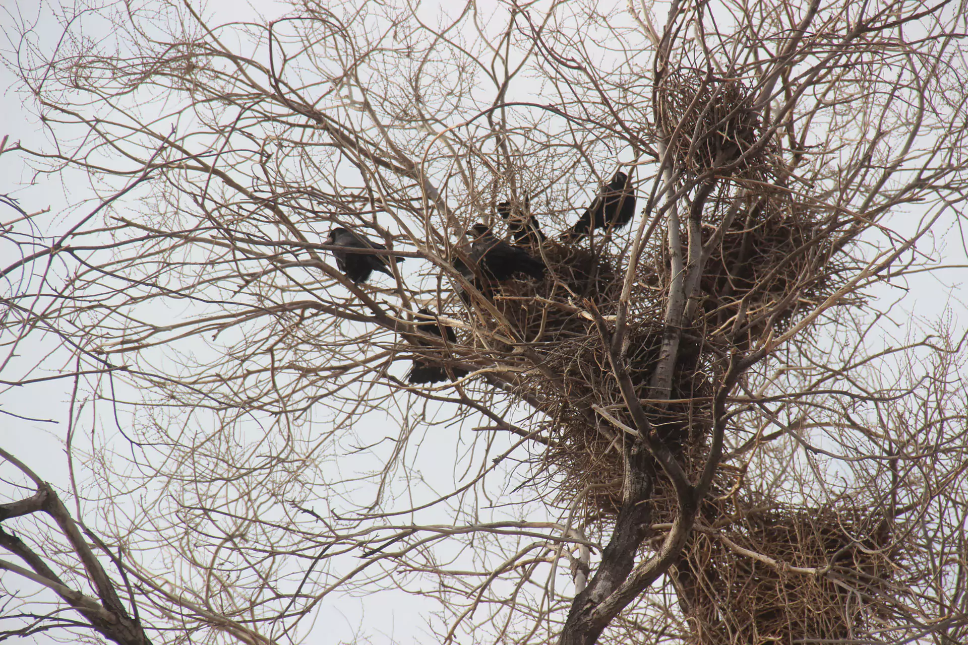 Приметы о грачах первые грачи