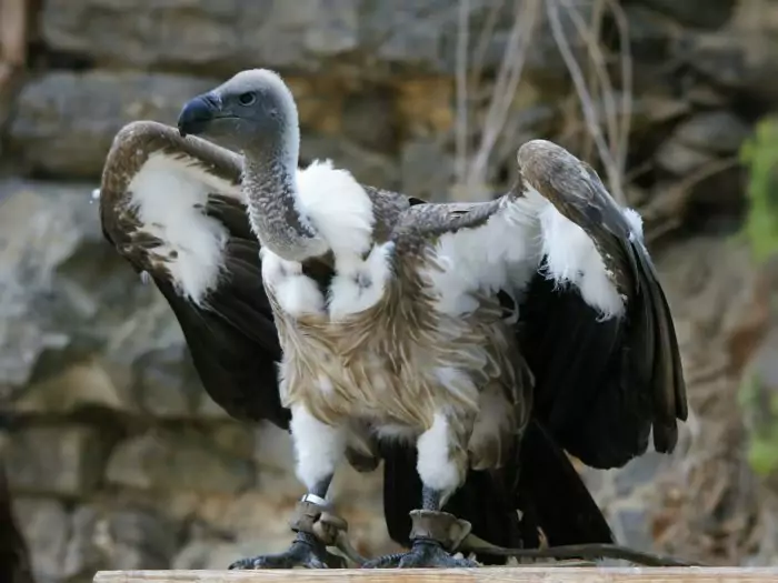 Африканский сип или гриф Рюппеля (Gyps rueppellii) Африканский сип или гриф Рюппеля (Gyps rueppellii) фото