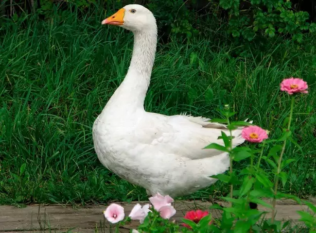 Гусь виштинес Гусь виштинес фото