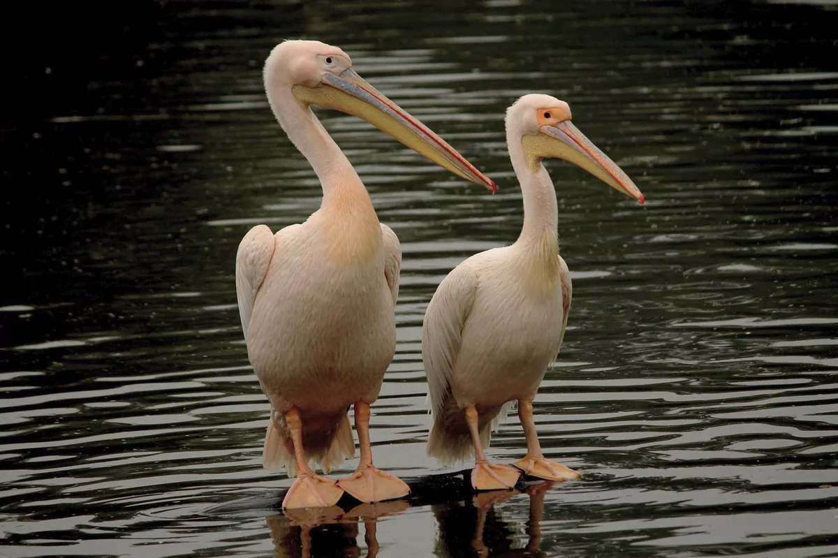 Строение и размеры розового пеликана картинка розовый пеликан