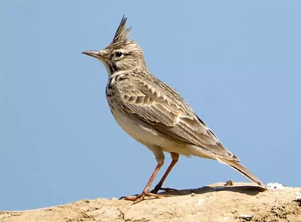 Хохлатый жаворонок Птицы Крыма Хохлатый жаворонок Птицы Крыма