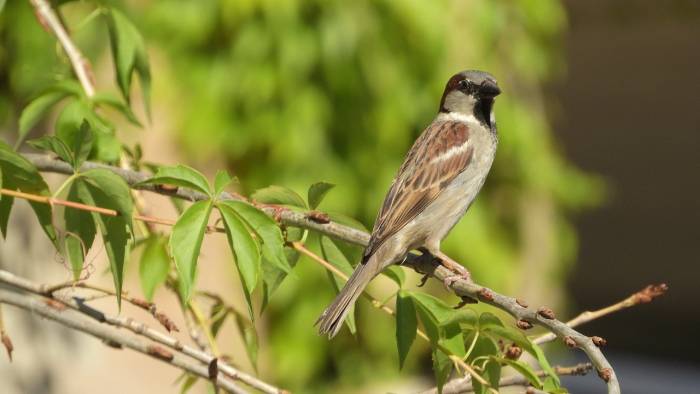 воробей вид птицы фото