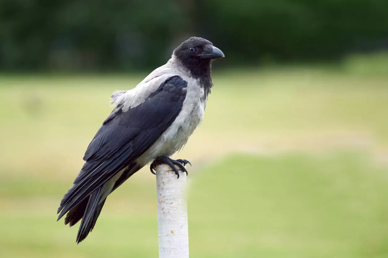 ворона сидит на ветке