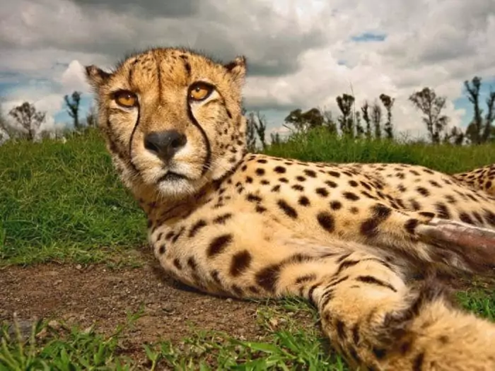 Интересные факты о гепарде фото Интересные факты о гепарде