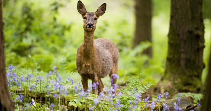 Интересные факты о косуле фото Интересные факты о косуле