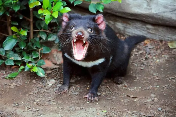 Интересные факты о тасманском дьяволе фото Интересные факты о тасманском дьяволе