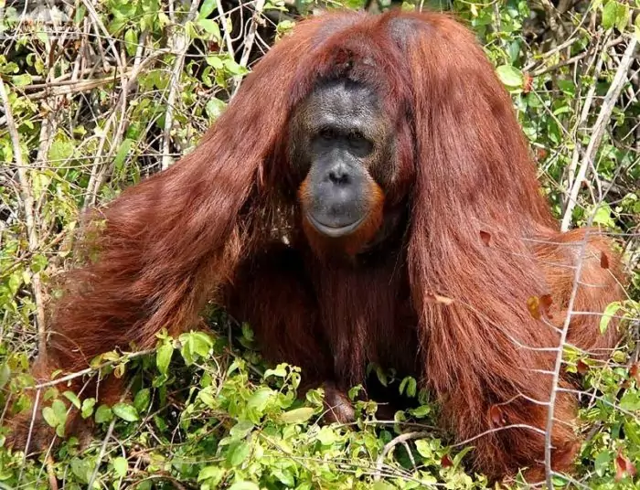 Интересные факты об орангутане фото Интересные факты об орангутане