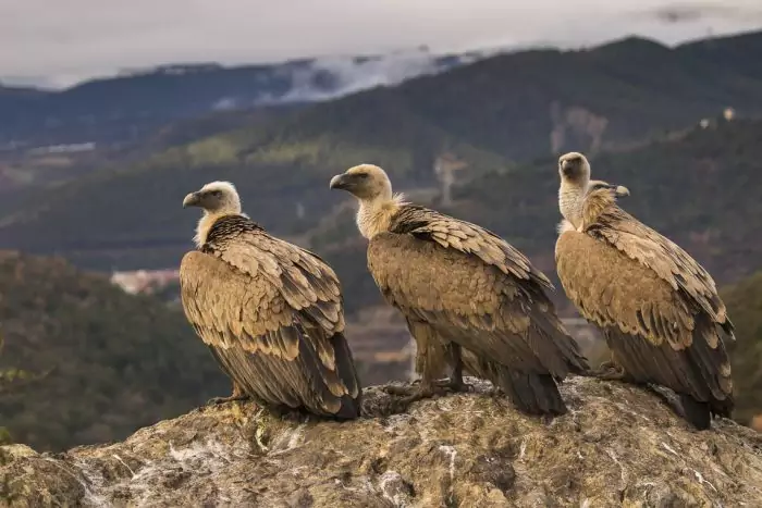 Интересные факты о грифе Интересные факты о грифе фото