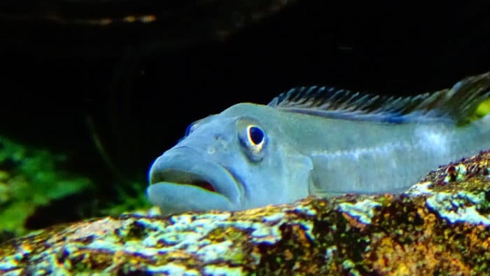 Интересные факты о цихлиде львиноголовой фото Интересные факты о цихлиде львиноголовой