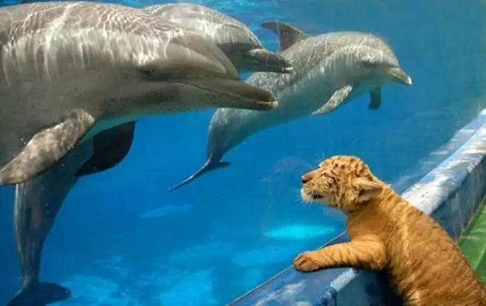 Интересные факты об афалине фото Интересные факты об афалине