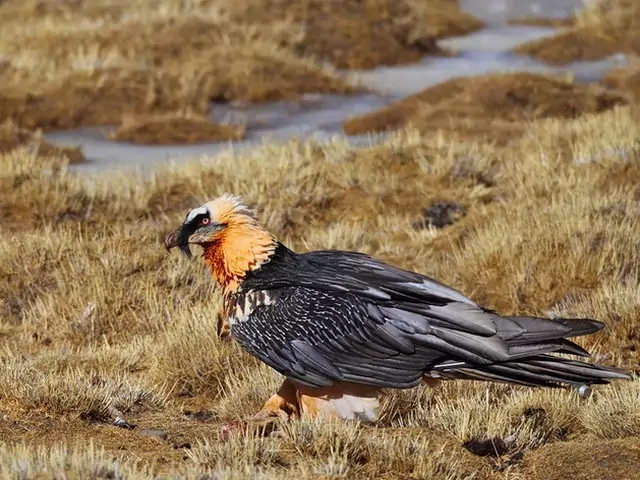 Интересные факты о бородаче Интересные факты о бородаче фото